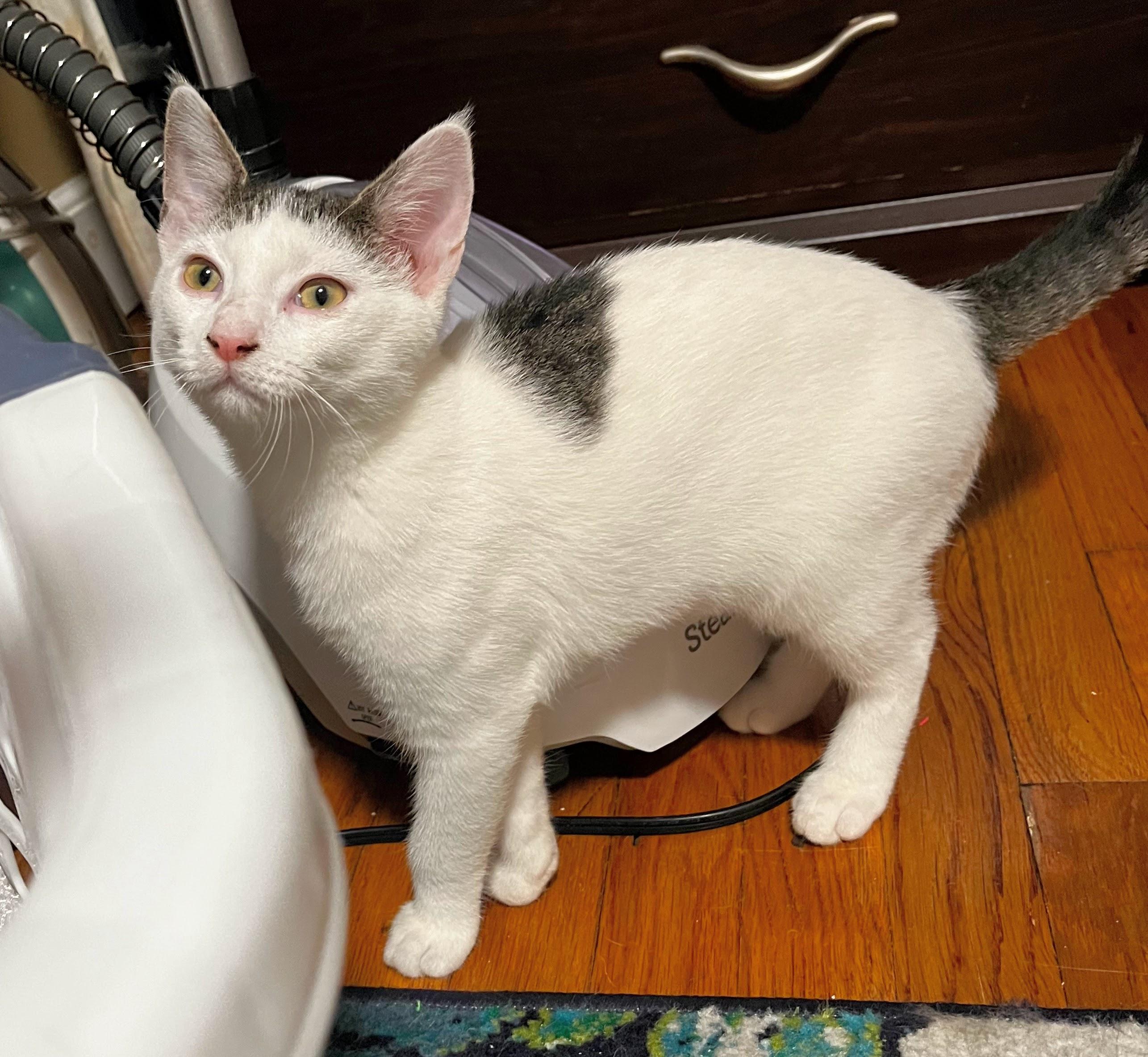 Pearl (Reduced adoption fee), Adopted, Kitten Female Domestic Short Hair.