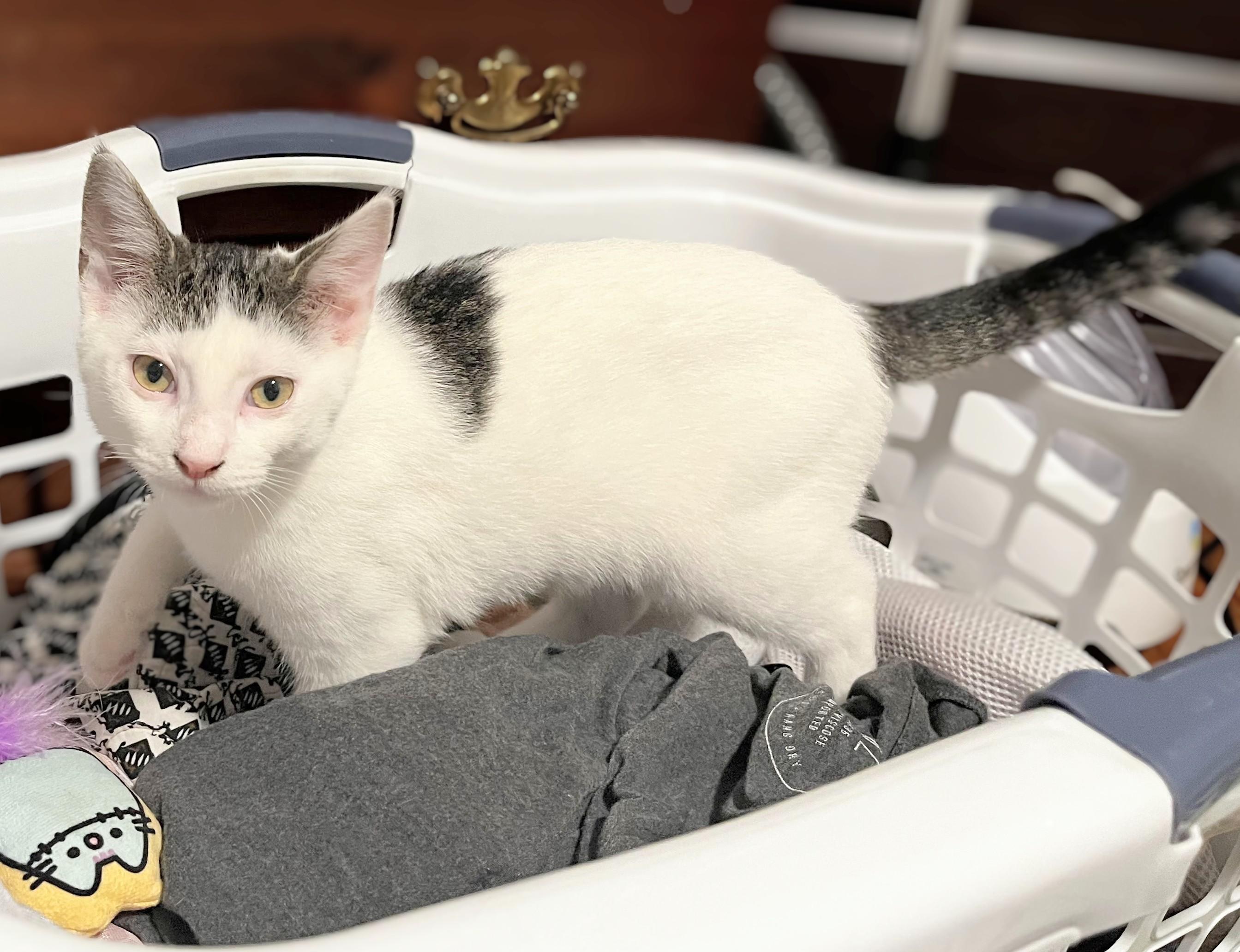 Enlarge Pearl (Reduced adoption fee), a Adopted Domestic Short Hair in Melrose, MA image 2/6