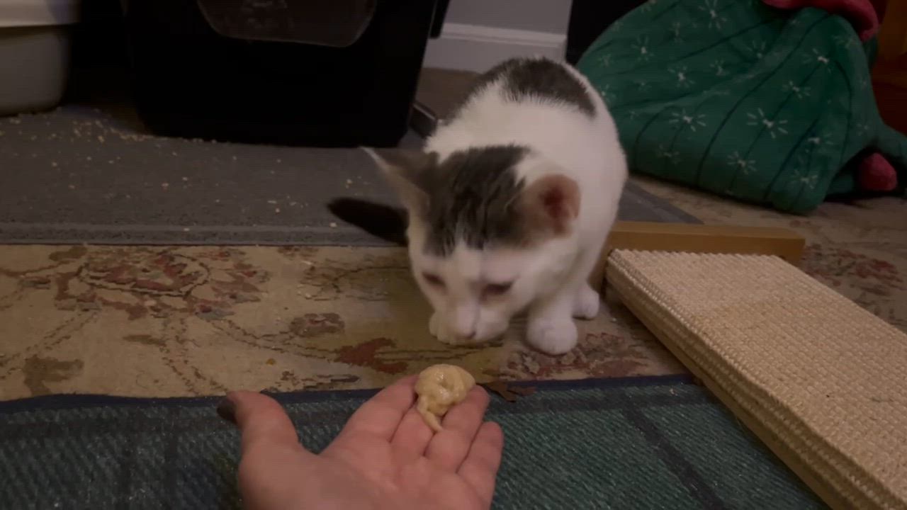 Enlarge Pearl (Reduced adoption fee), a Adopted Domestic Short Hair in Melrose, MA video 4/6