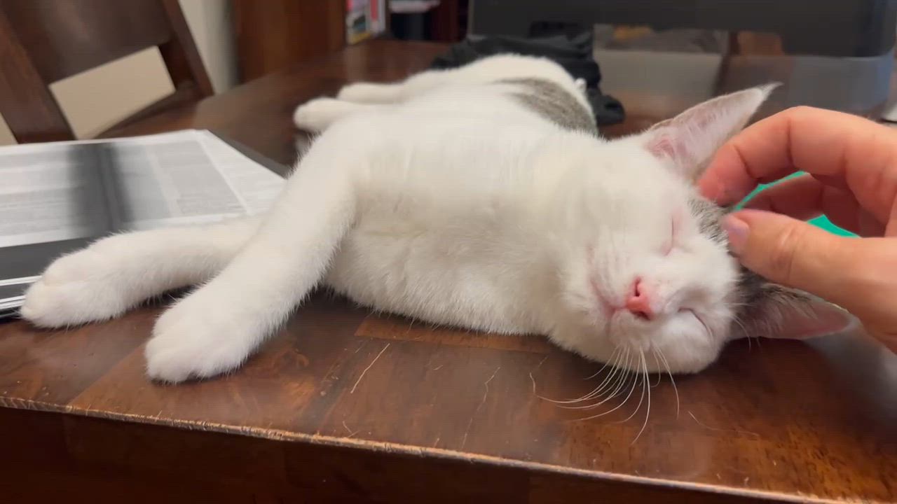 Enlarge Pearl (Reduced adoption fee), a Adopted Domestic Short Hair in Melrose, MA video 5/6