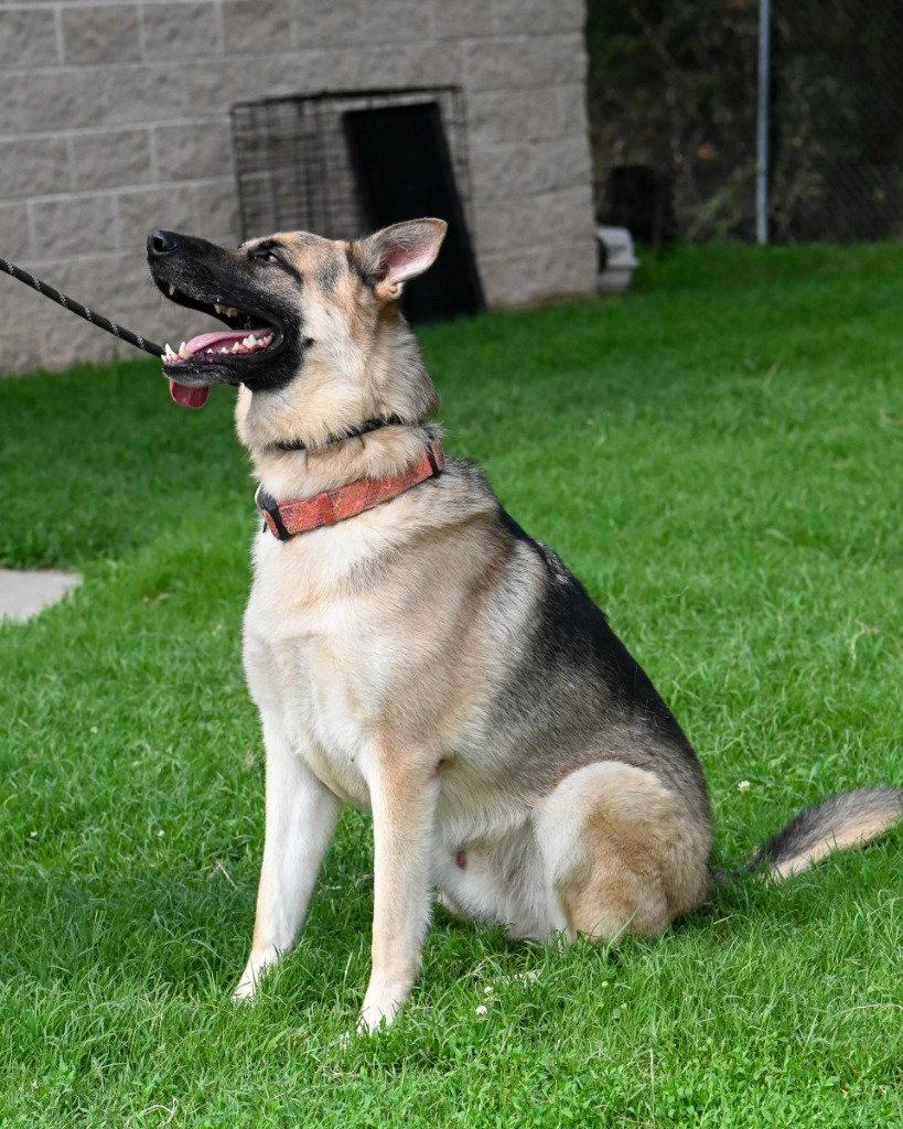 DA 28 Sarge, Adoptable, Adult Male German Shepherd Dog.