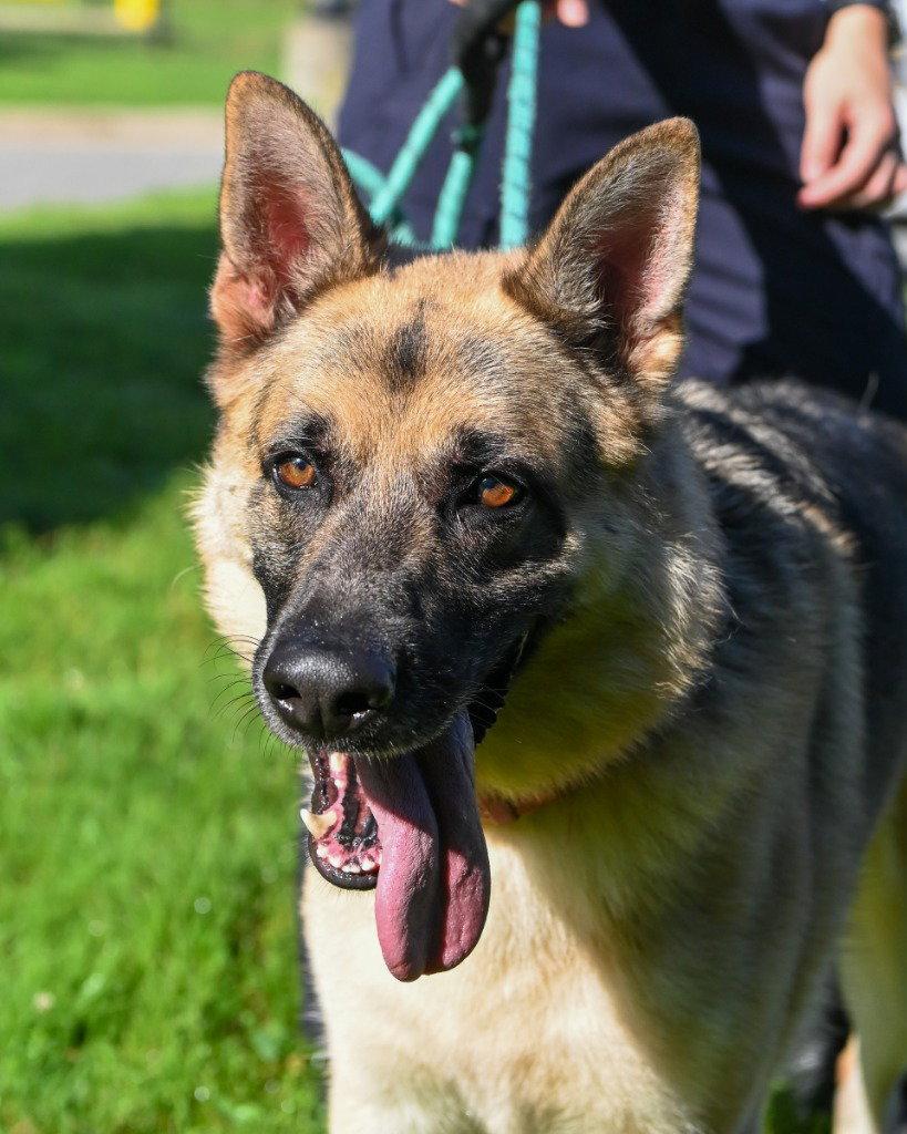 DA 29 Sarge, Adoptable, Adult Male German Shepherd Dog.