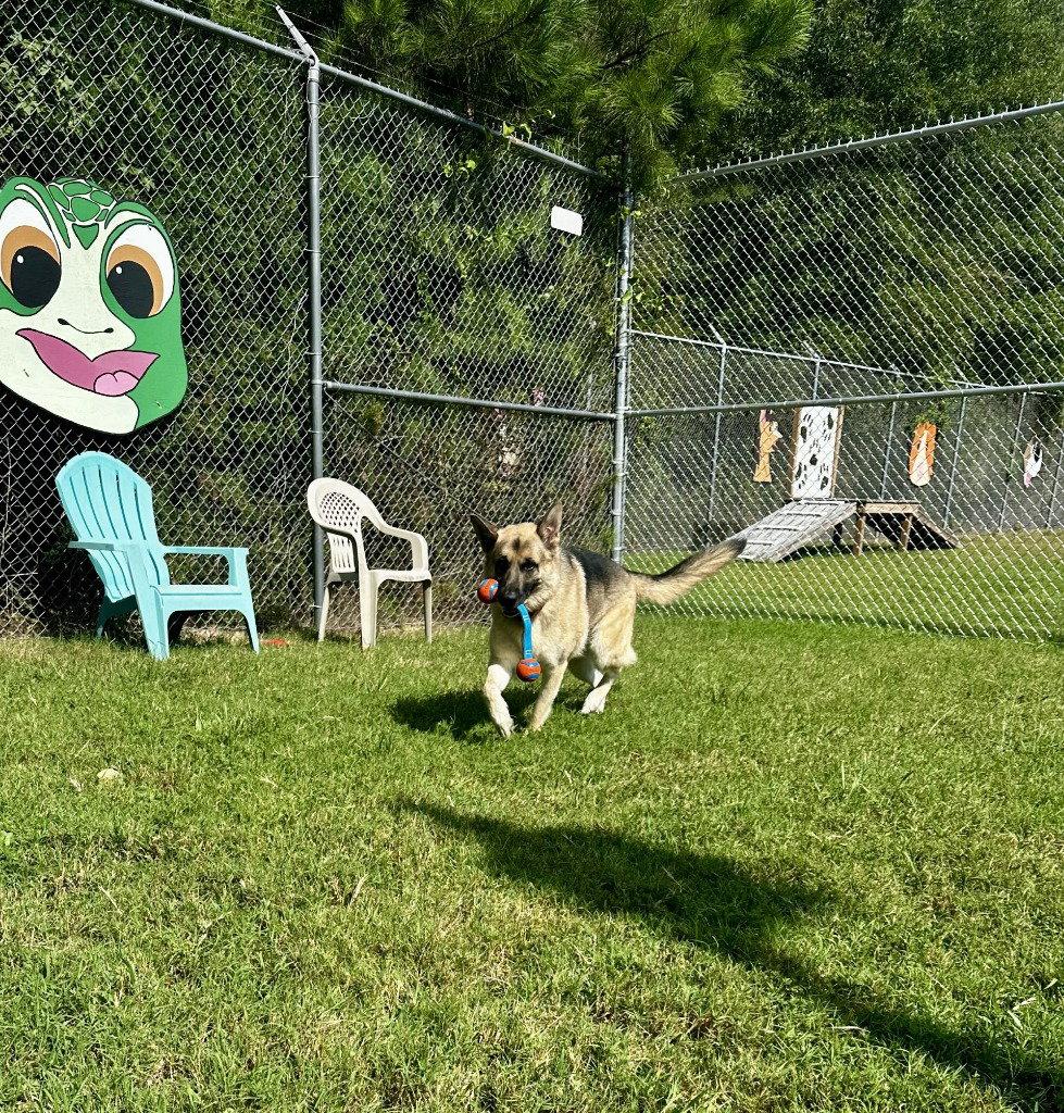 Enlarge DA 28 Sarge, a Adoptable German Shepherd Dog in Glen Allen, VA image 3/3