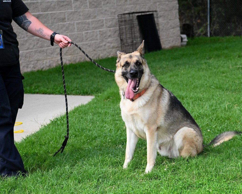 DA 29 Sarge, a Adoptable German Shepherd Dog in Glen Allen, VA image 2/2