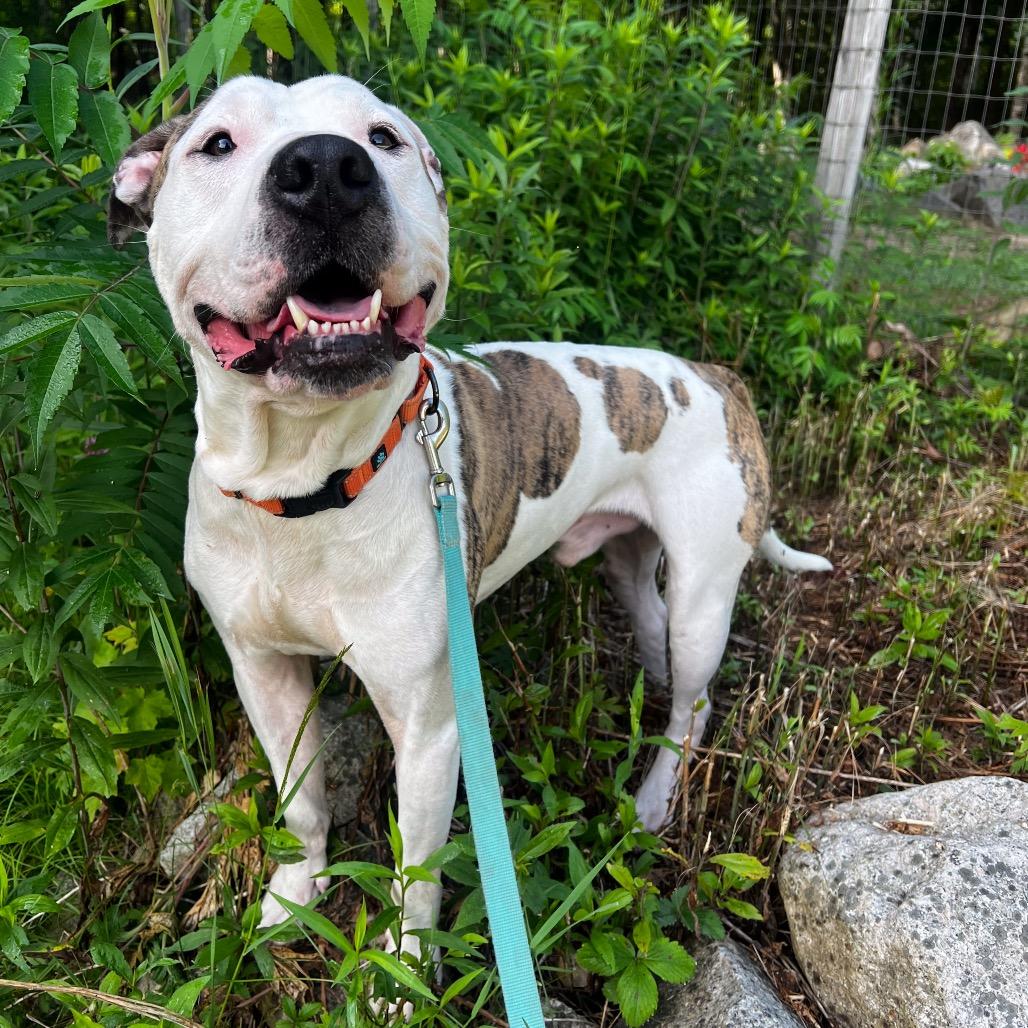 Dually, a Adoptable mixed breed in Conway, NH image 1/6