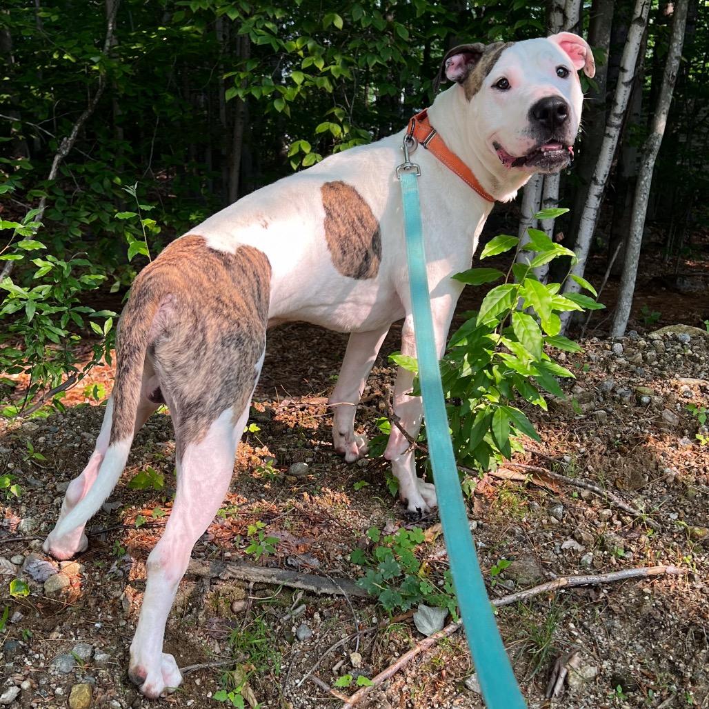 Dually, a Adoptable mixed breed in Conway, NH image 2/6