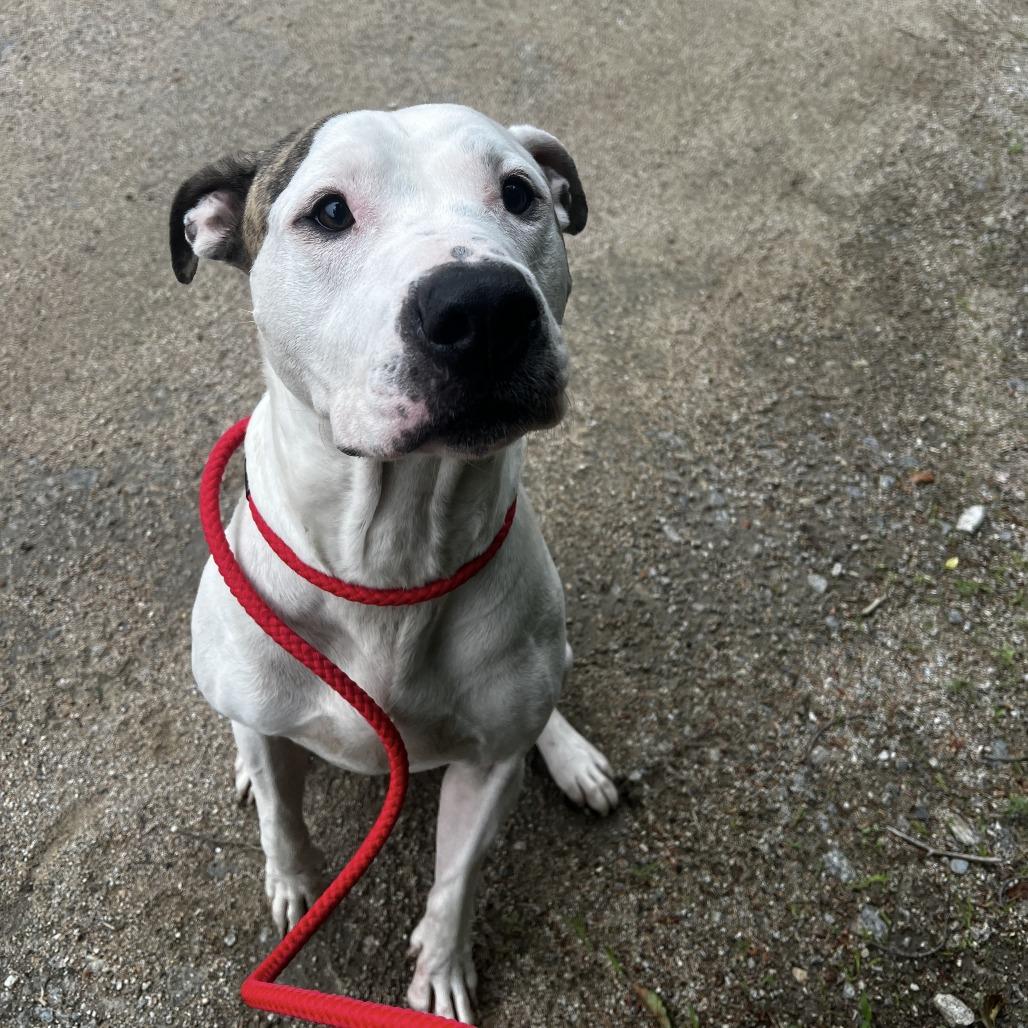 Dually, a Adoptable mixed breed in Conway, NH image 3/6