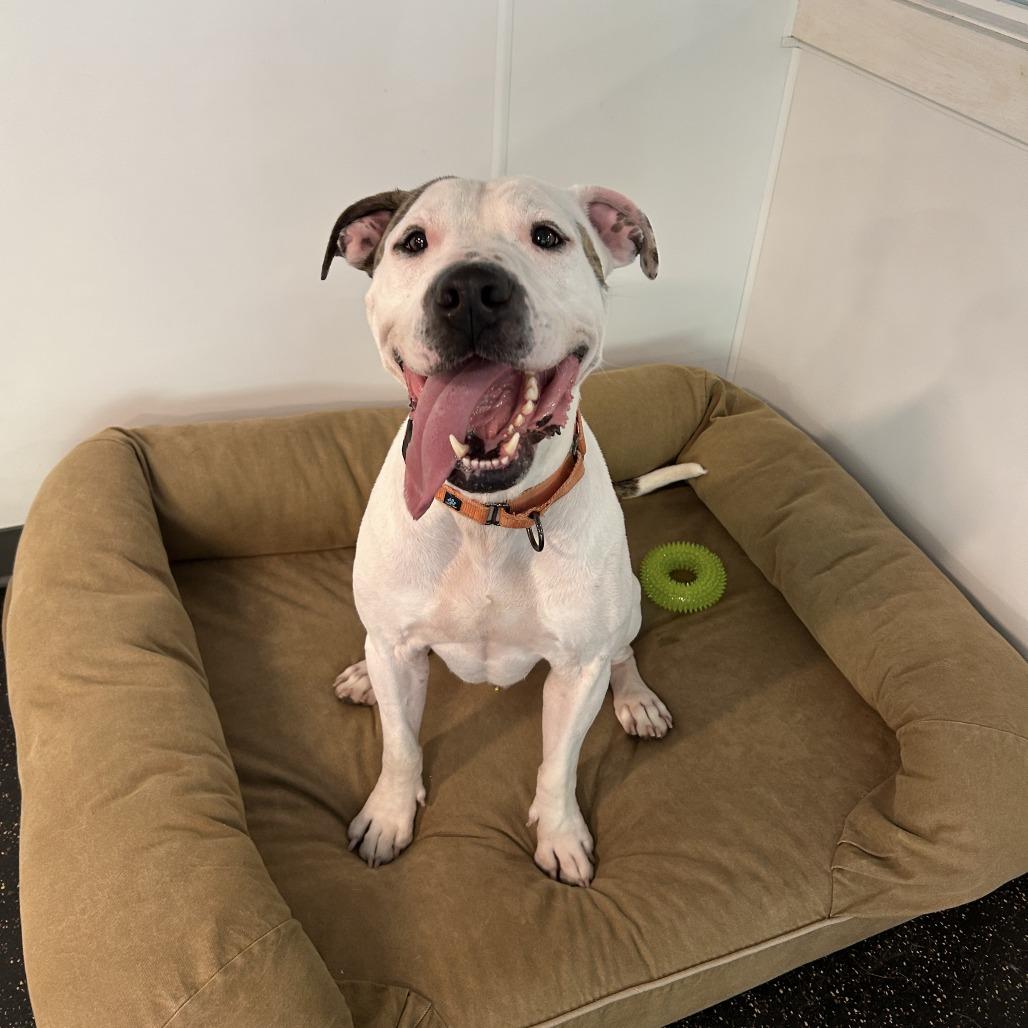 Dually, a Adoptable mixed breed in Conway, NH image 4/6