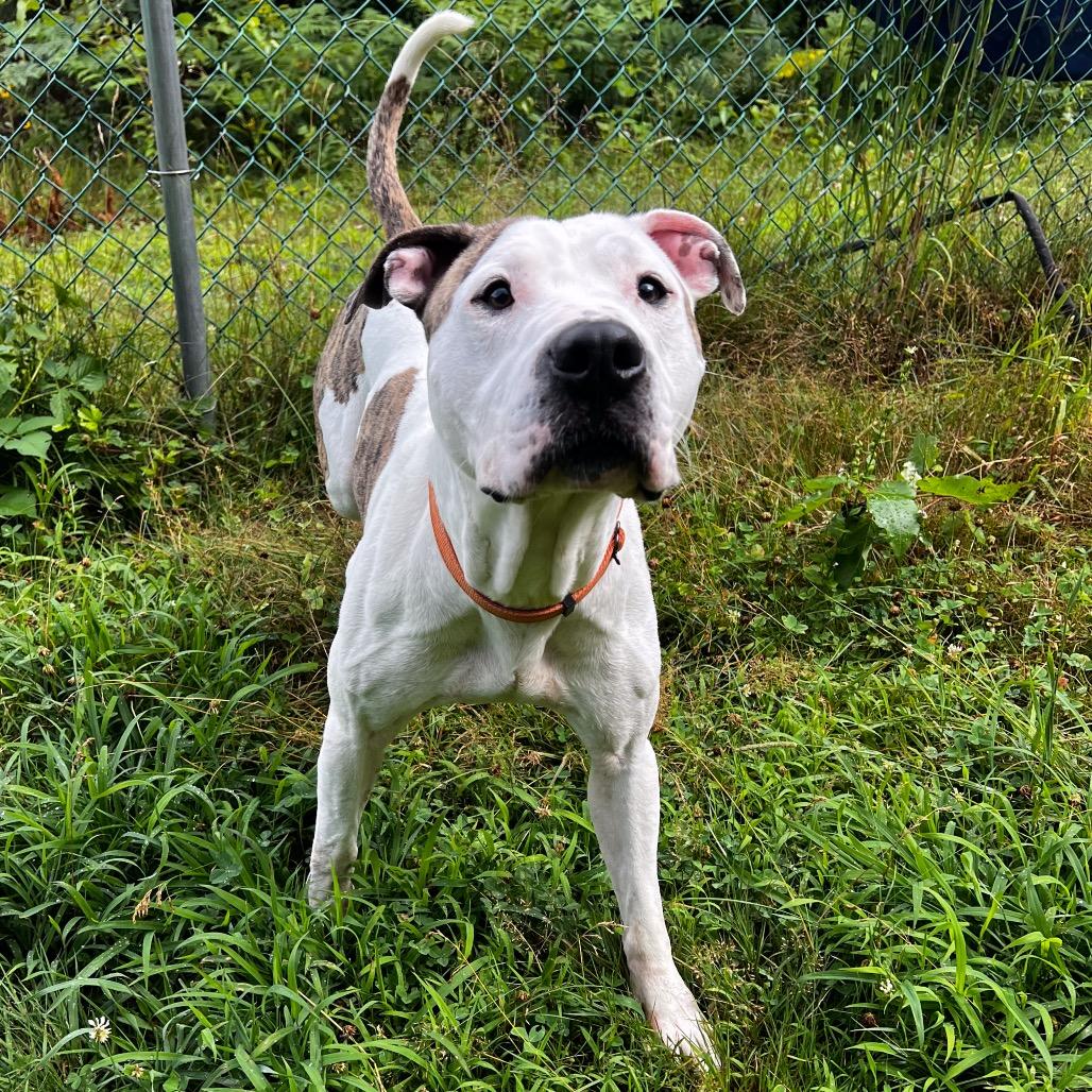 Enlarge Dually, a Adoptable mixed breed in Conway, NH image 4/6