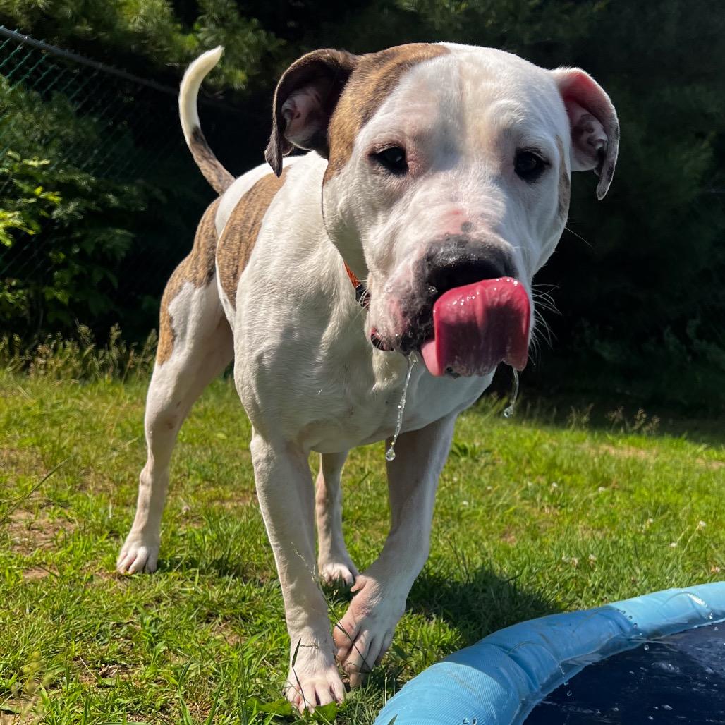 Dually, a Adoptable mixed breed in Conway, NH image 5/6