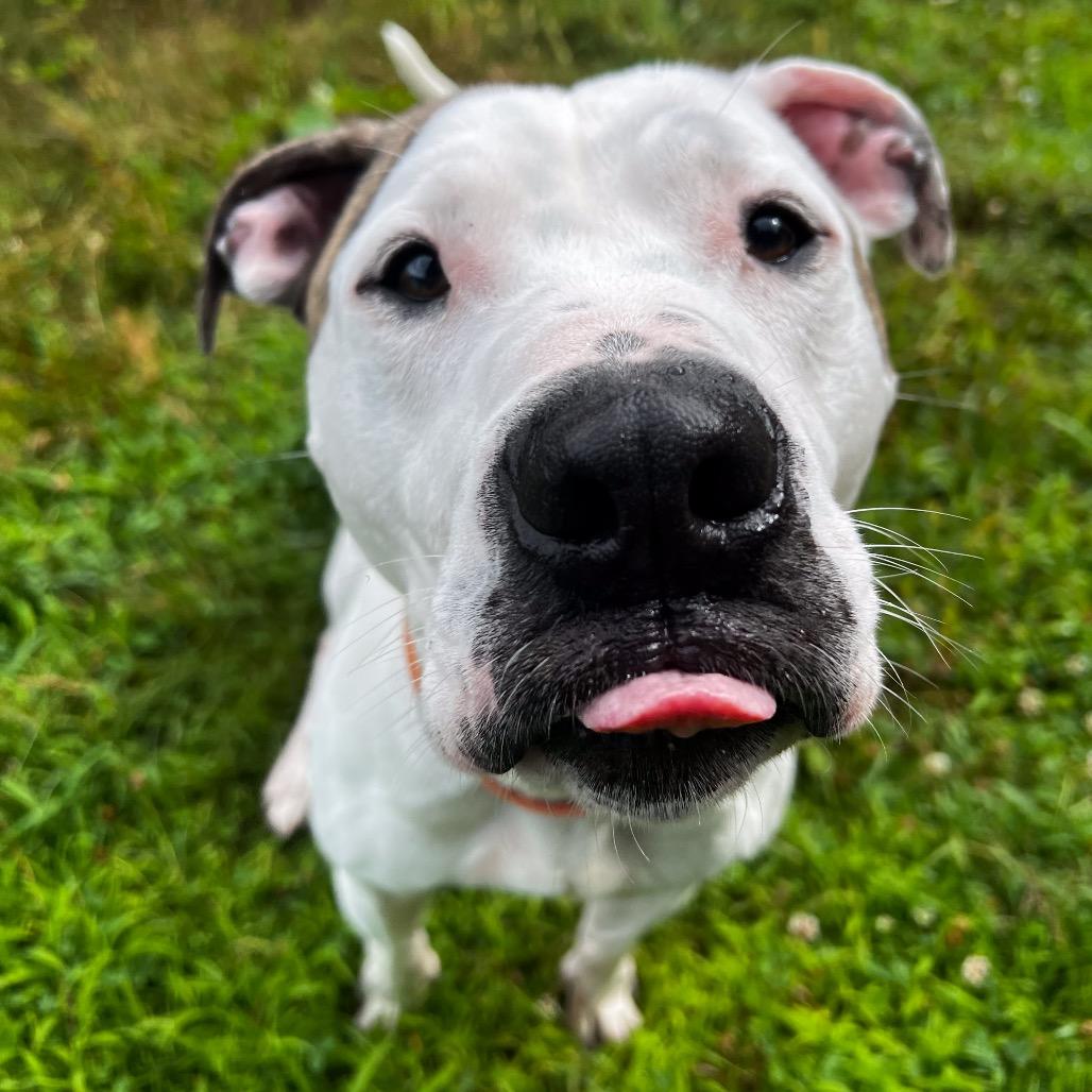 Dually, a Adoptable mixed breed in Conway, NH image 6/6