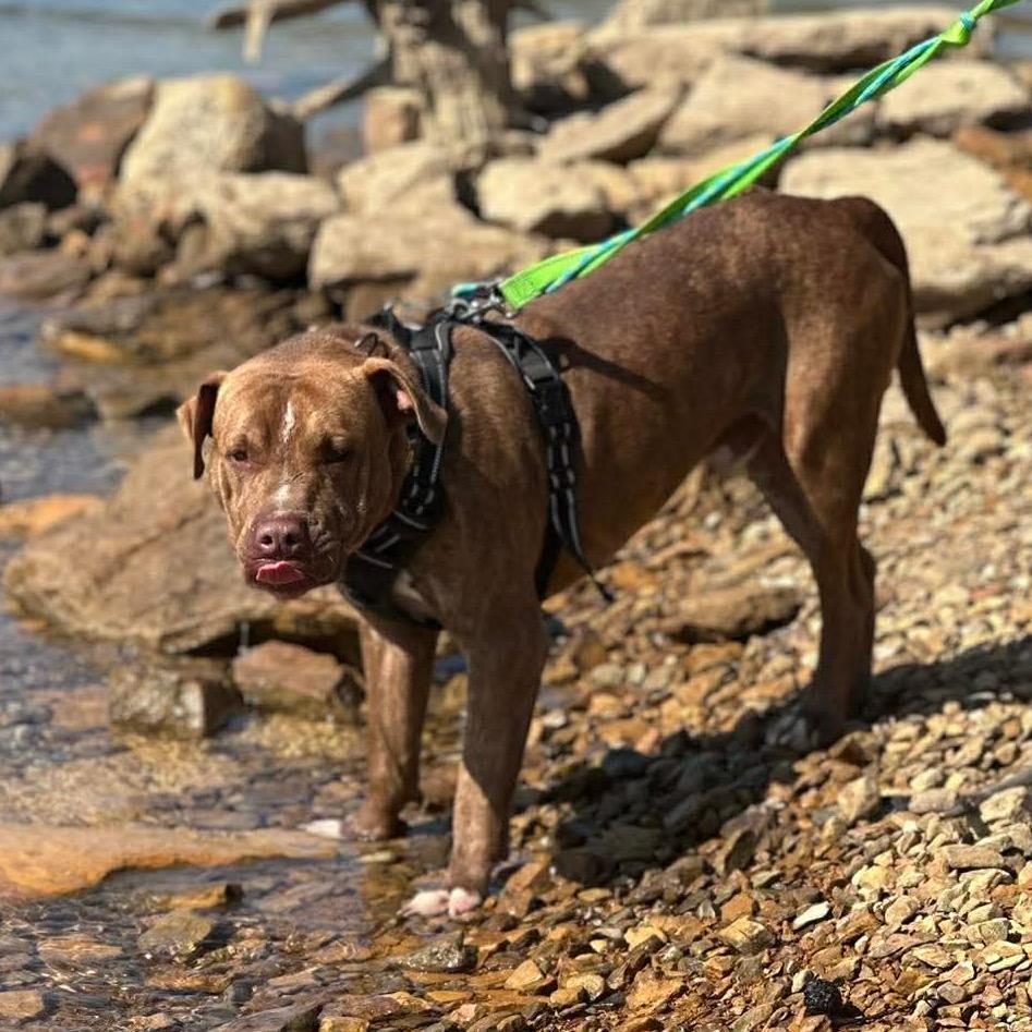 Enlarge Chomper, a Adoptable Mixed Breed in Corbin, KY image 2/5