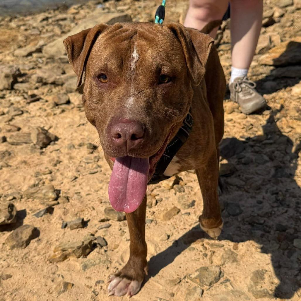 Enlarge Chomper, a Adoptable Mixed Breed in Corbin, KY image 3/5