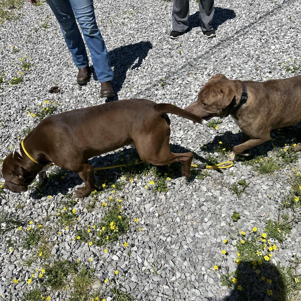 Enlarge Chomper(Chompy), a Adoptable Mixed Breed in Corbin, KY image 4/6