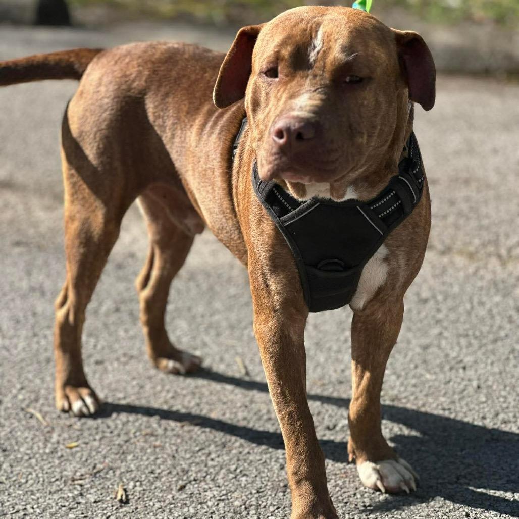 Enlarge Chomper, a Adoptable Mixed Breed in Corbin, KY image 4/5