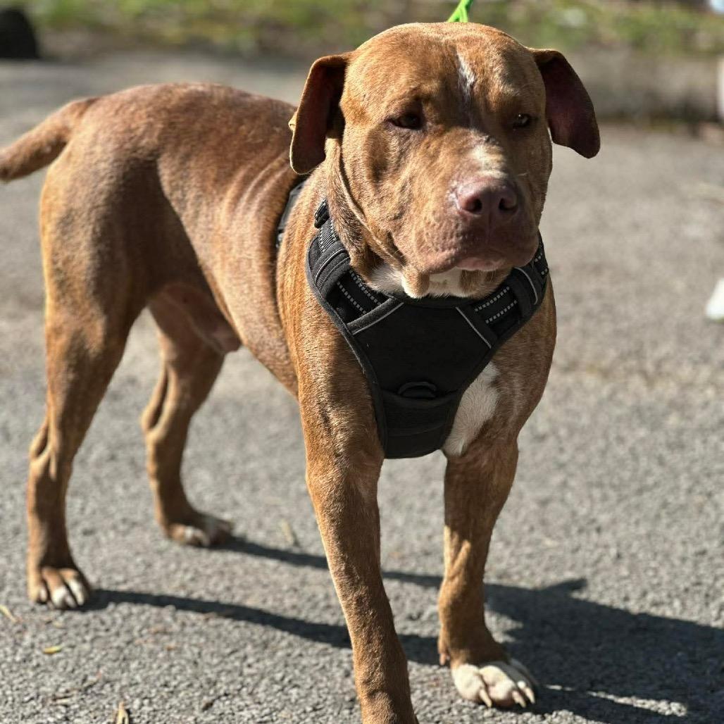 Enlarge Chomper, a Adoptable Mixed Breed in Corbin, KY image 5/5