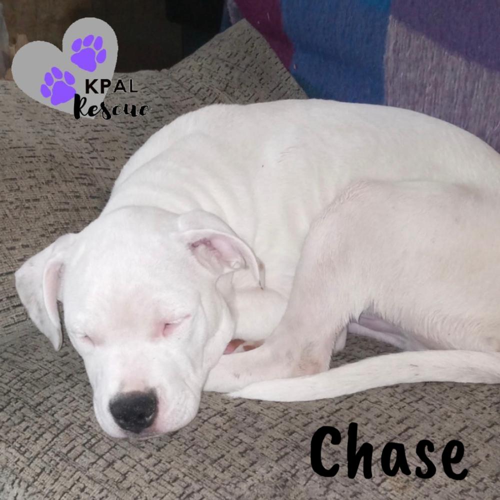 Chase - Cops & Robbers Litter, Adopted, Young Male Mixed Breed & Mixed Breed.