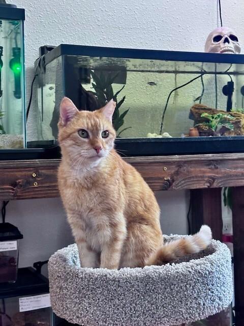 Pumpkin, Adoptable, Senior Male Domestic Short Hair & Domestic Short Hair.