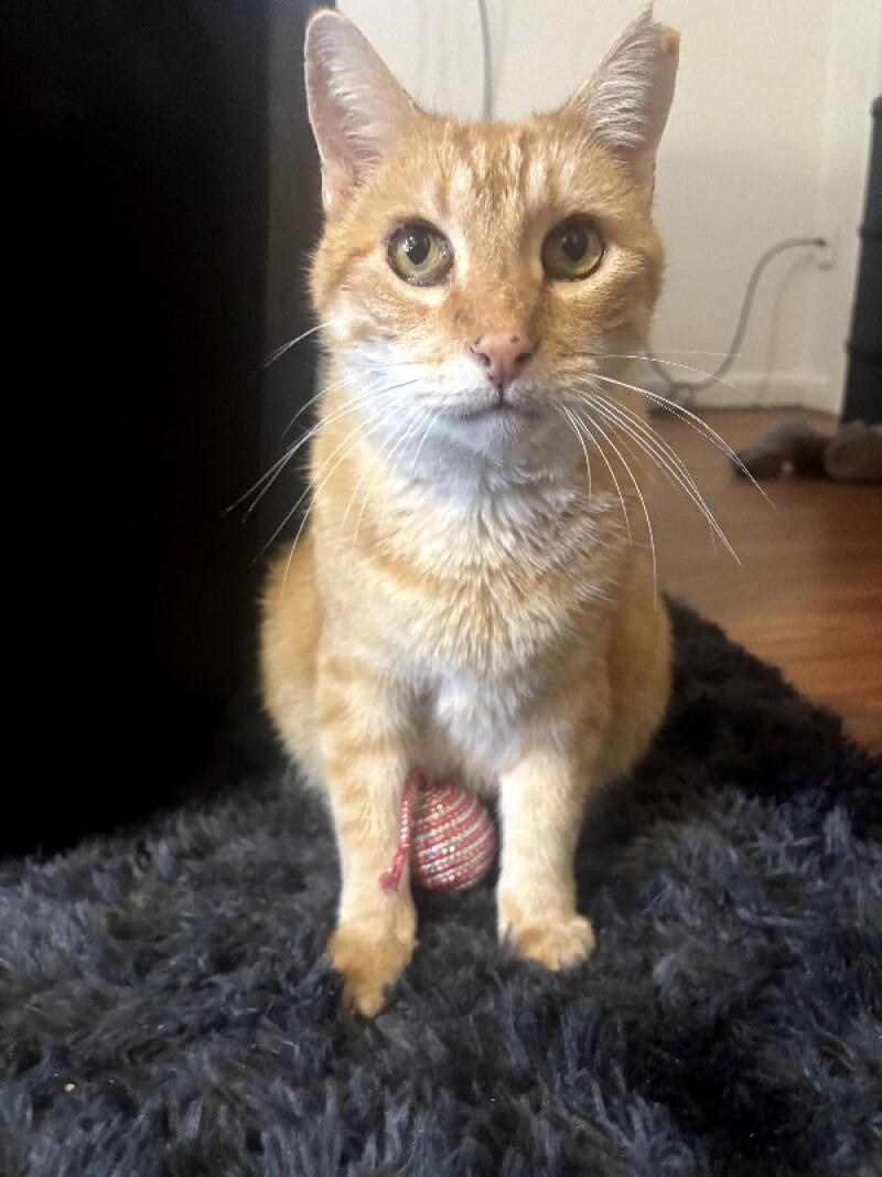 Pumpkin, a Adoptable mixed breed in Fort Collins, CO image 1/6