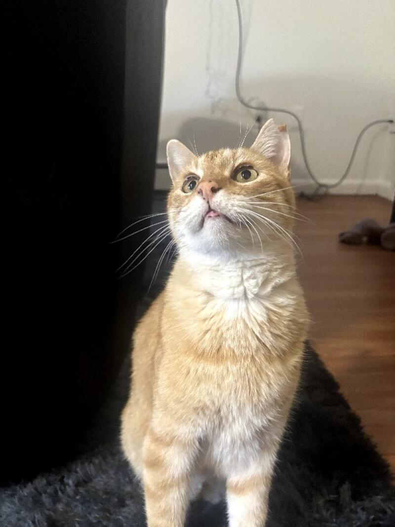 Pumpkin, a Adoptable mixed breed in Fort Collins, CO image 2/6