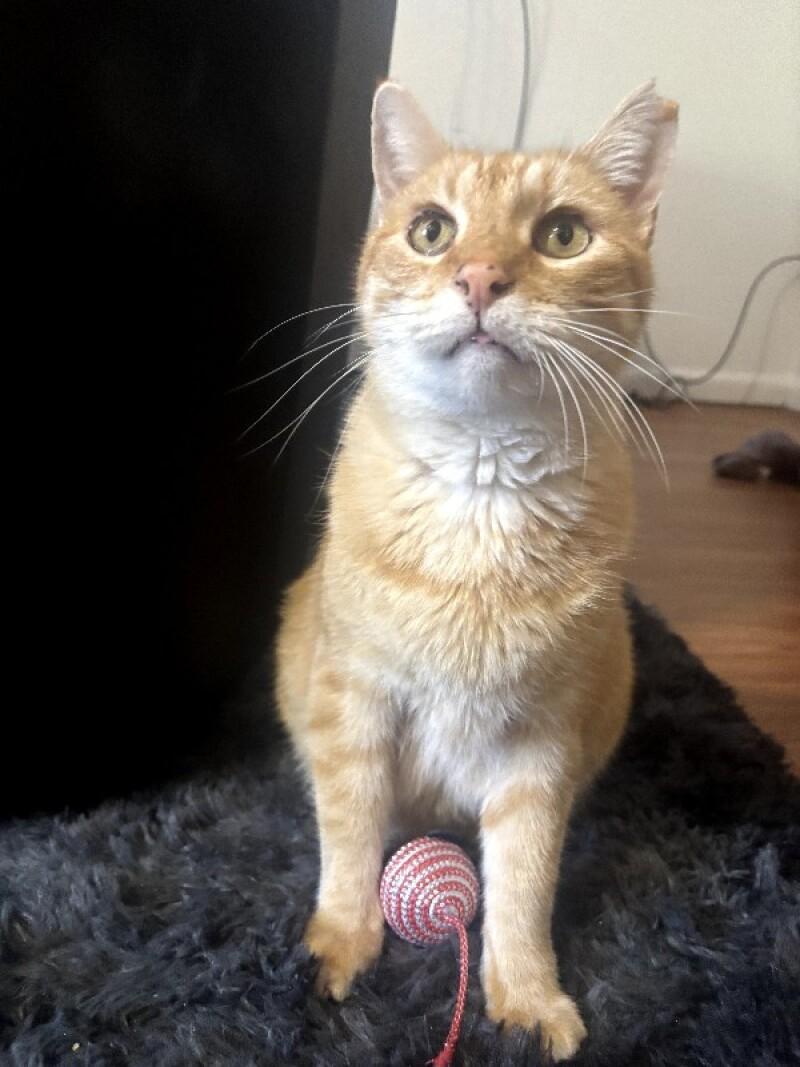Pumpkin, a Adoptable mixed breed in Fort Collins, CO image 3/6