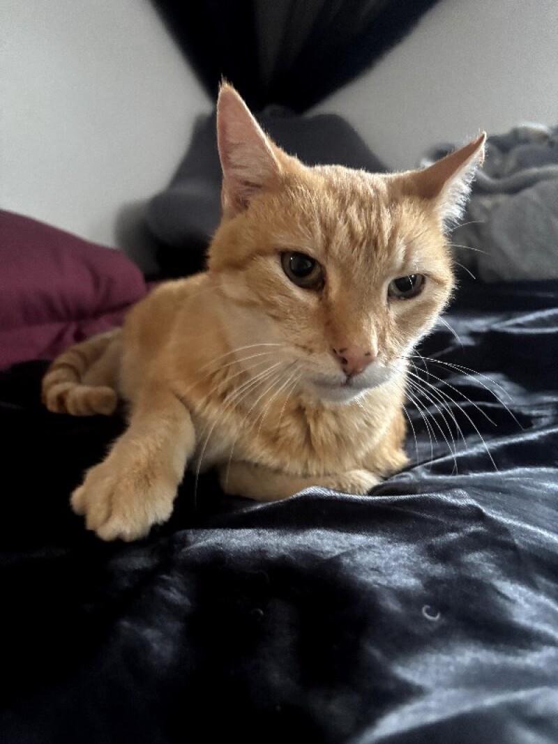 Pumpkin, a Adoptable mixed breed in Fort Collins, CO image 6/6