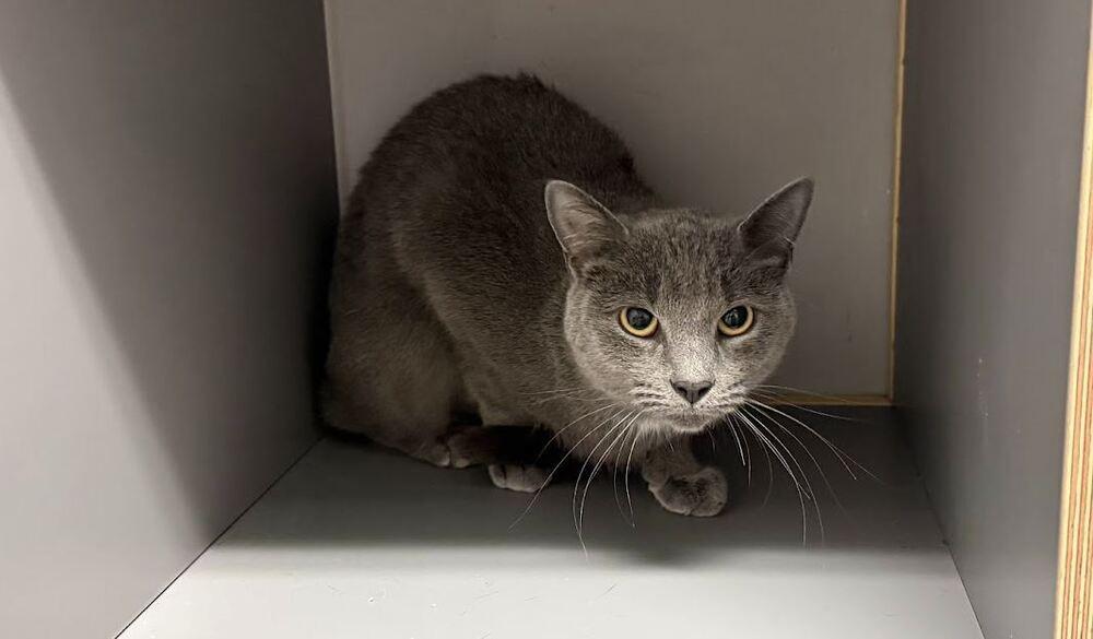 Sally, a Adoptable Domestic Short Hair in Hudson, NH image 1/2