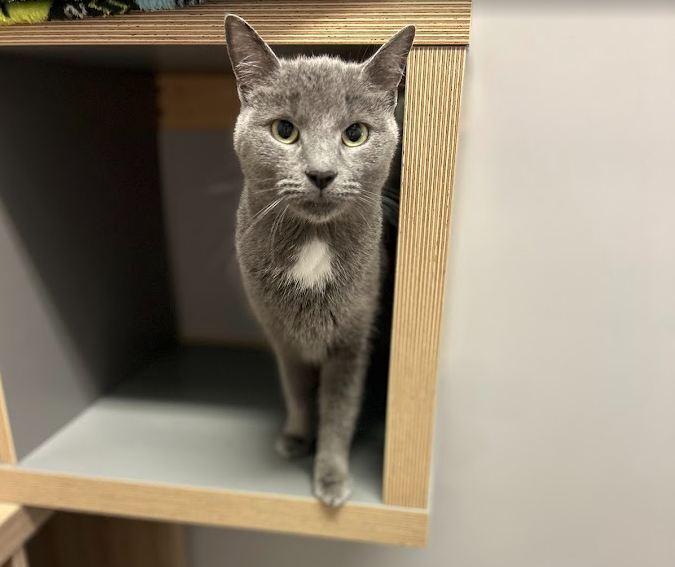 Sally, a Adoptable Domestic Short Hair in Hudson, NH image 2/2