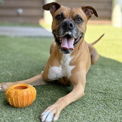 Sugar Ray, Adoptable, Adult Male Boxer & Mixed Breed.