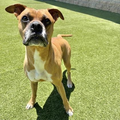 Enlarge Sugar Ray, a Adoptable mixed breed in Independence, MO image 2/2