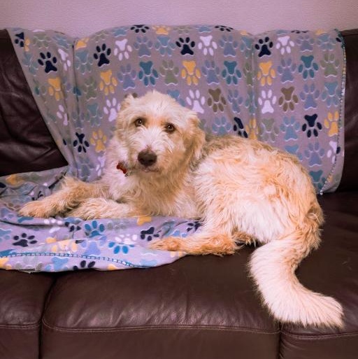 Shaggy, a ADOPTABLE mixed breed in Cincinnati, OH image 4/6