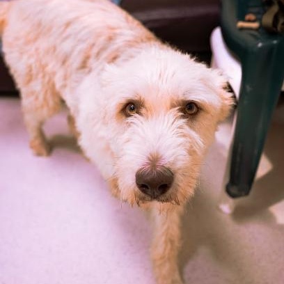 Shaggy, a ADOPTABLE mixed breed in Cincinnati, OH image 2/6