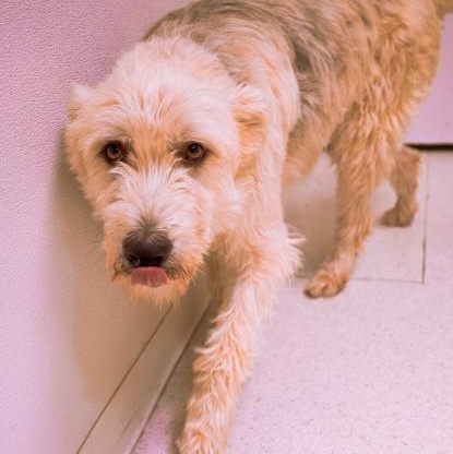 Shaggy, a ADOPTABLE mixed breed in Cincinnati, OH image 5/6