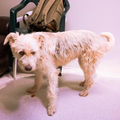 Shaggy, a ADOPTABLE mixed breed in Cincinnati, OH image 6/6