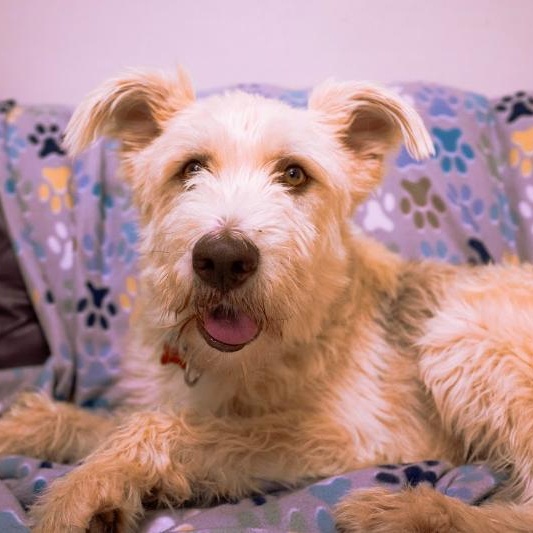 Shaggy, a ADOPTABLE mixed breed in Cincinnati, OH image 3/6