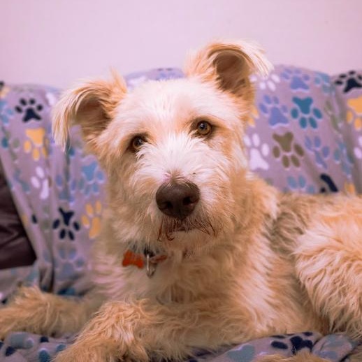 Shaggy, adopted, Young Male Terrier.
