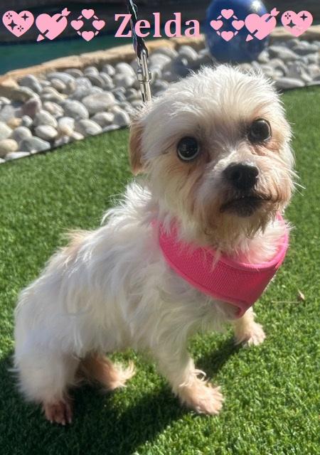 Enlarge ZELDA, an adopted mixed breed in Dallas, TX image 1/1