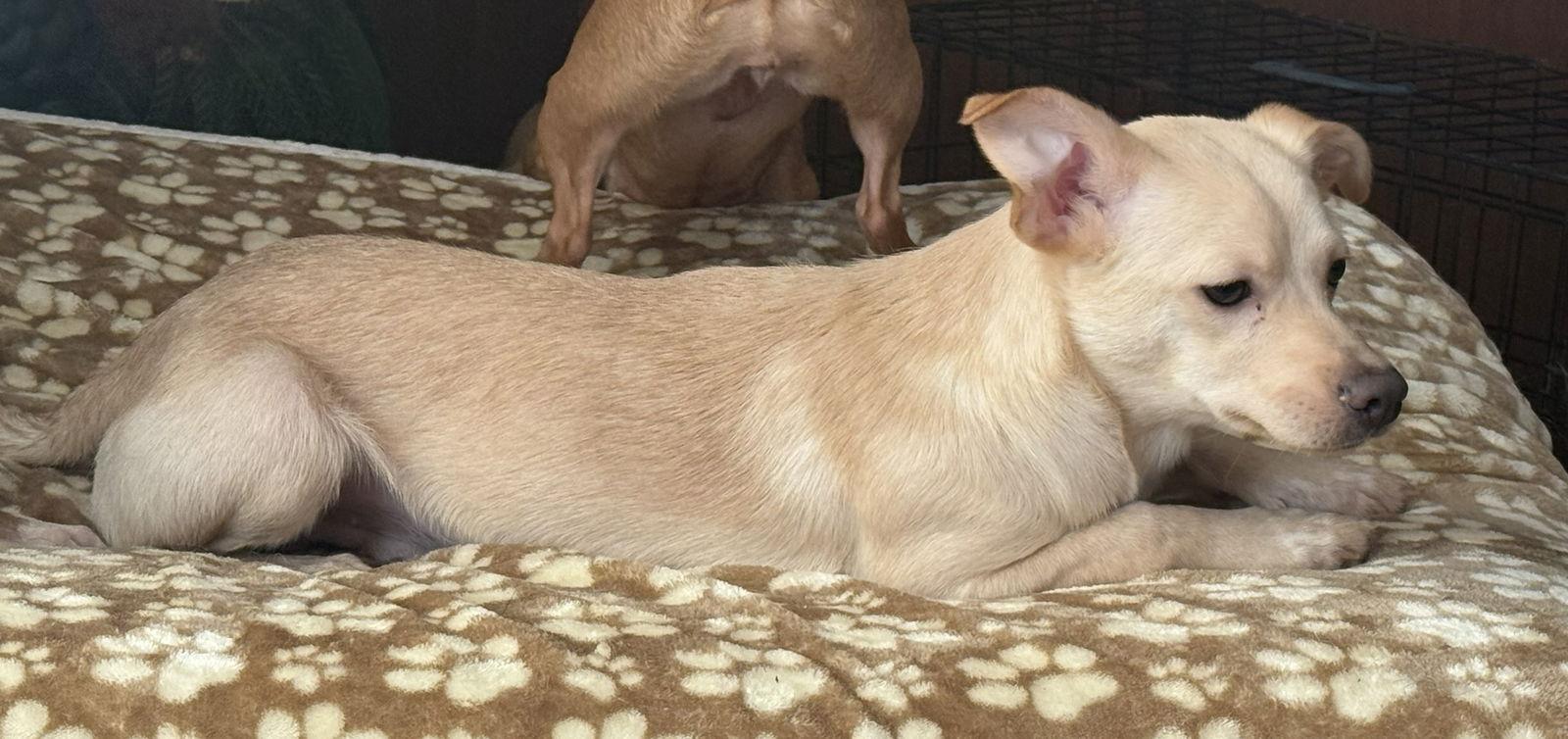 Bobby, Adoptable, Young Male Chihuahua & Jack Russell Terrier.