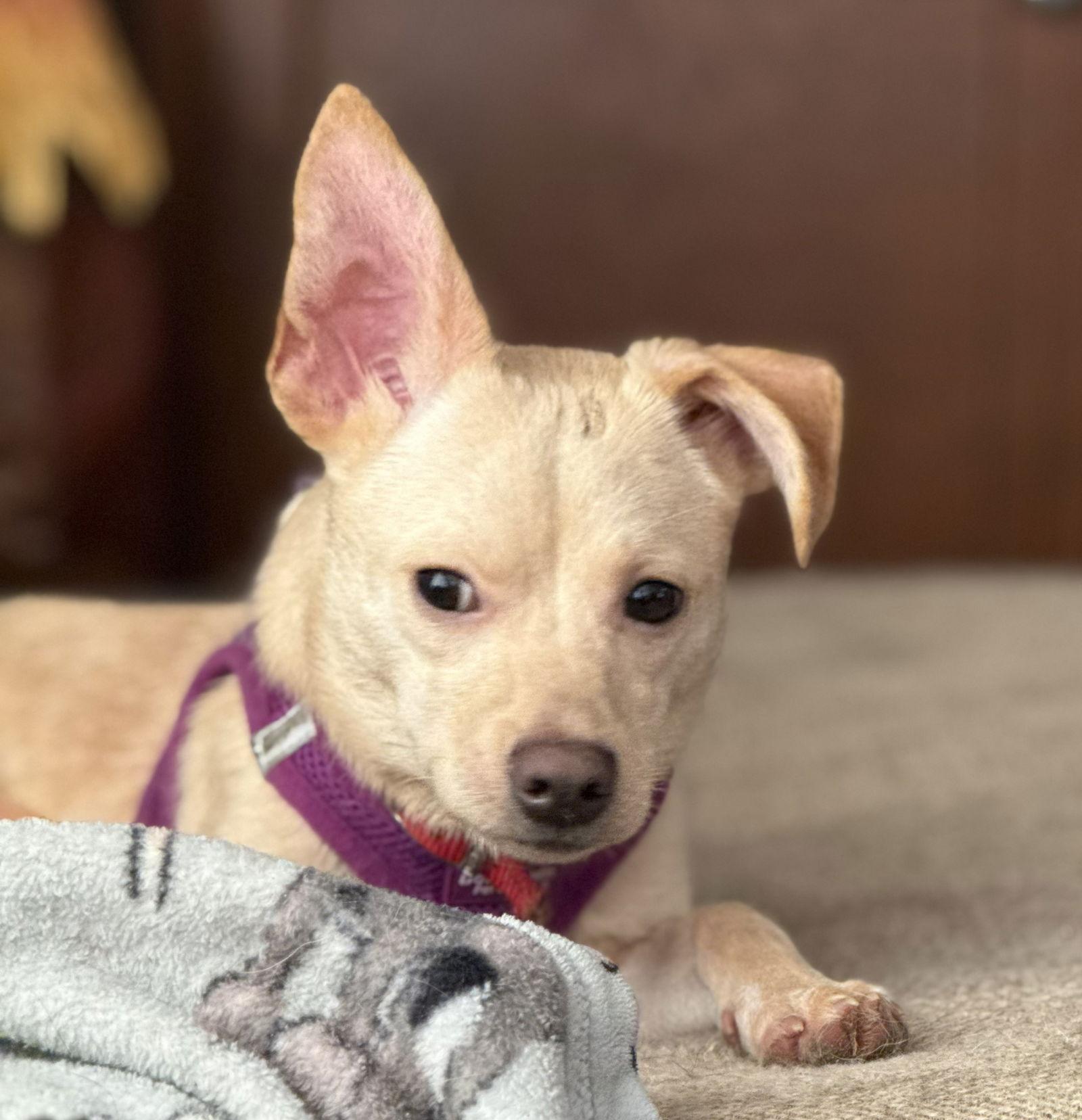 Bobby, a Adoptable mixed breed in Attalla, AL image 2/2