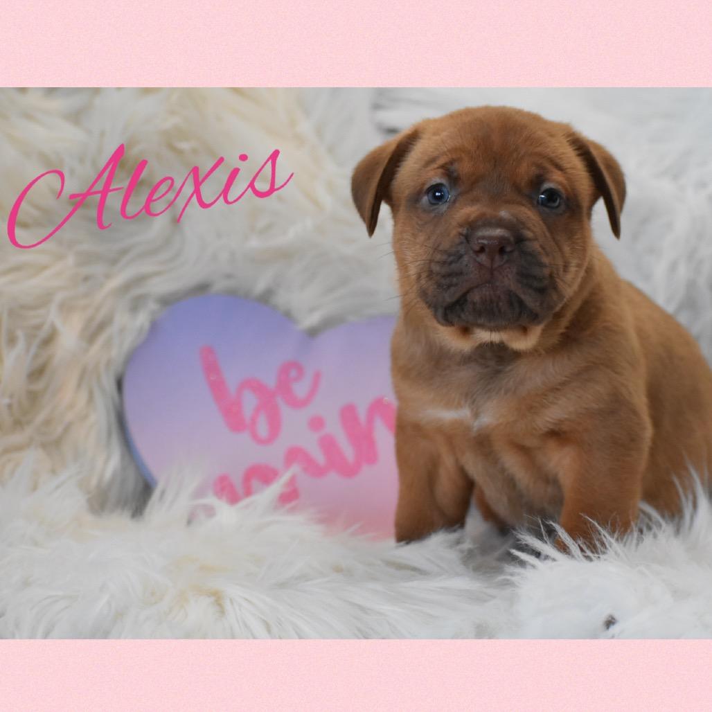 Alexis, Adoptable, Puppy Female Basenji.