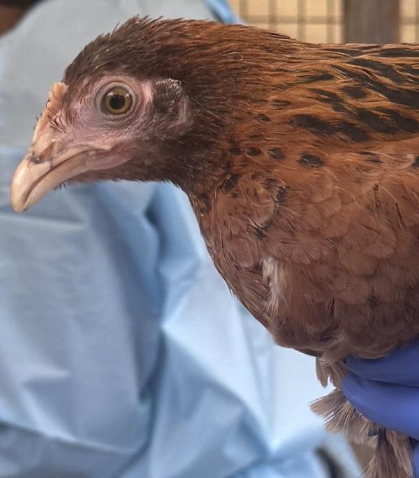 Blurifo, Adoptable, Young Male Chicken.