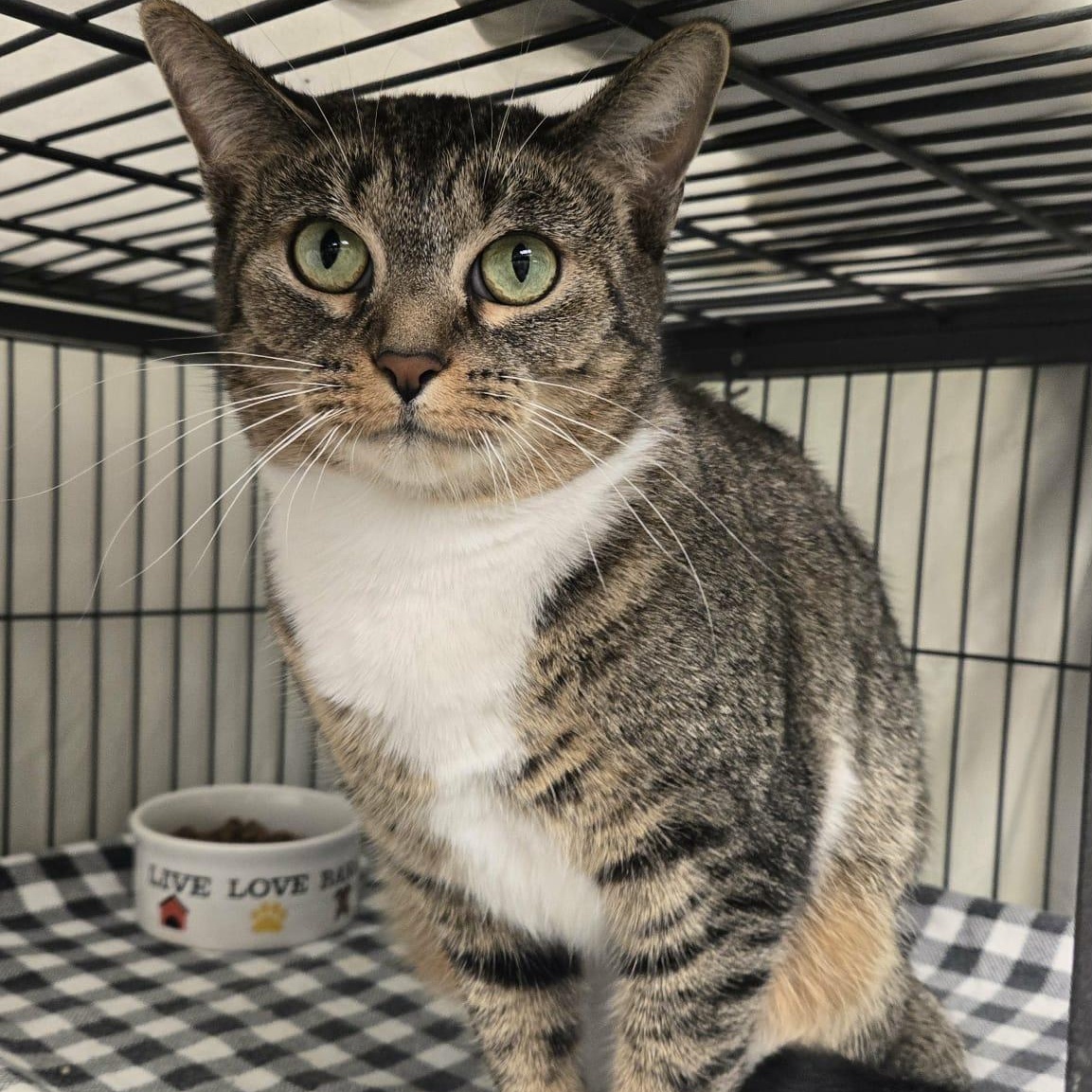 Emmy, a Adoptable Domestic Short Hair in Martinsville, IN image 1/3