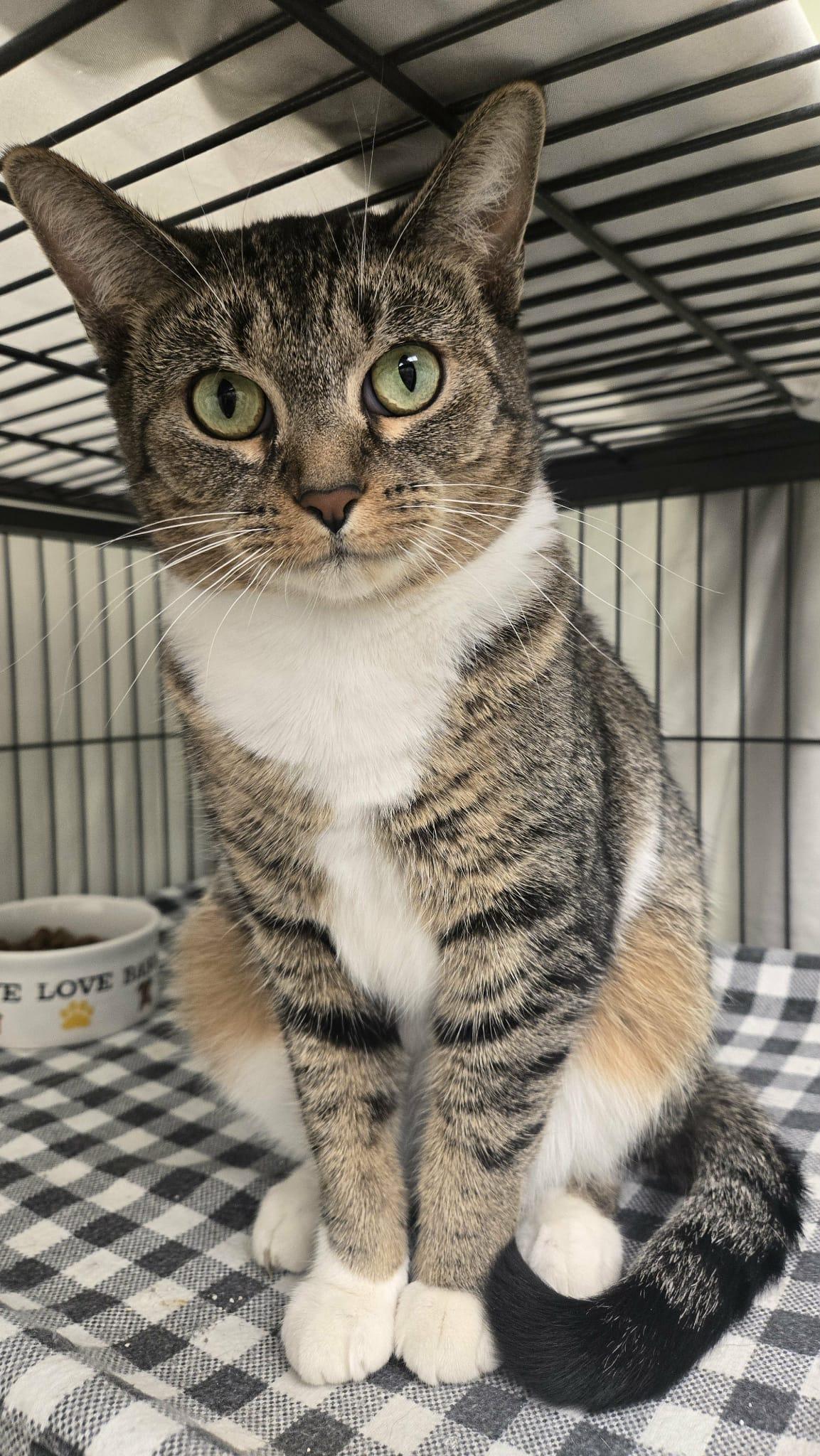 Emmy, a Adoptable Domestic Short Hair in Martinsville, IN image 2/3