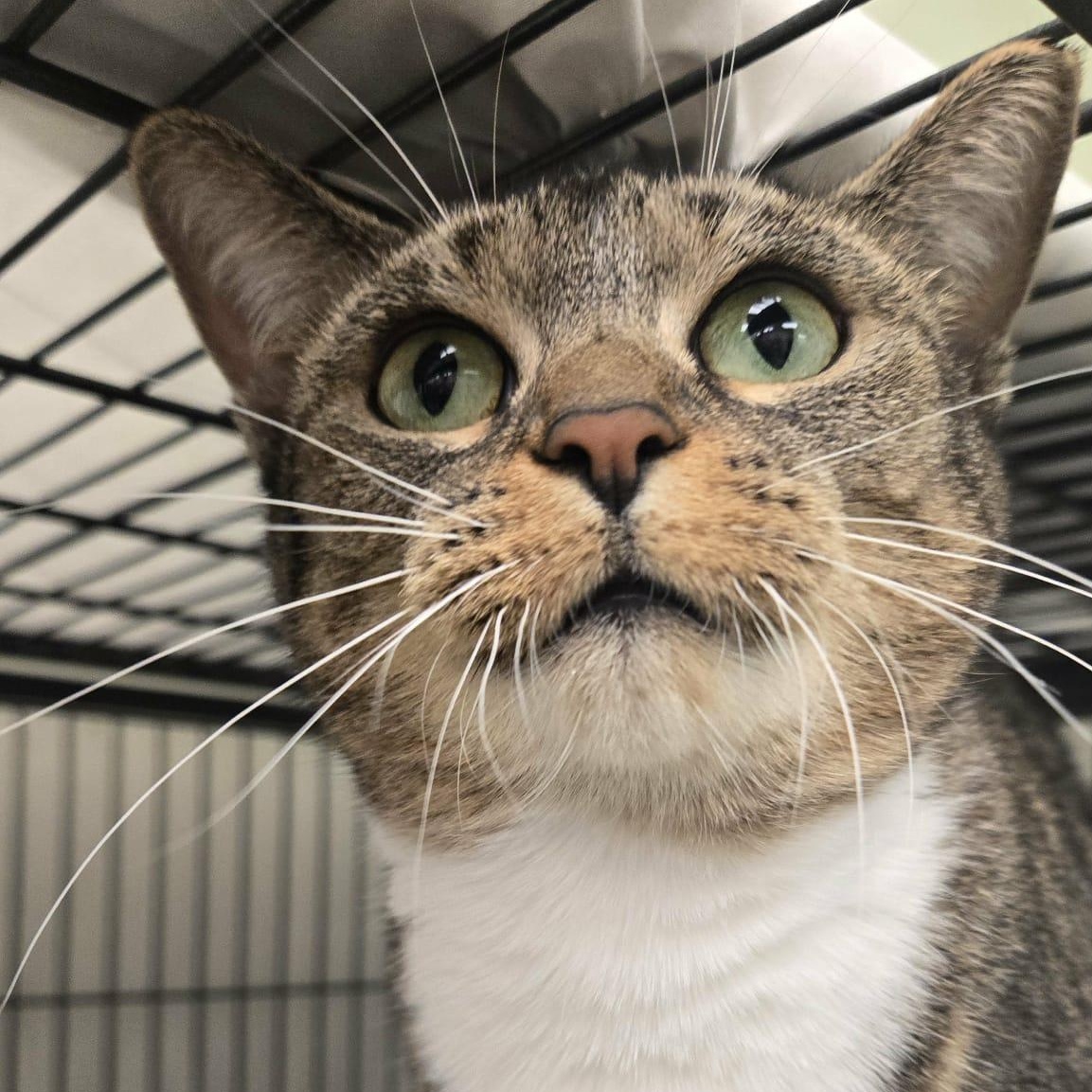 Emmy, a Adoptable Domestic Short Hair in Martinsville, IN image 3/3