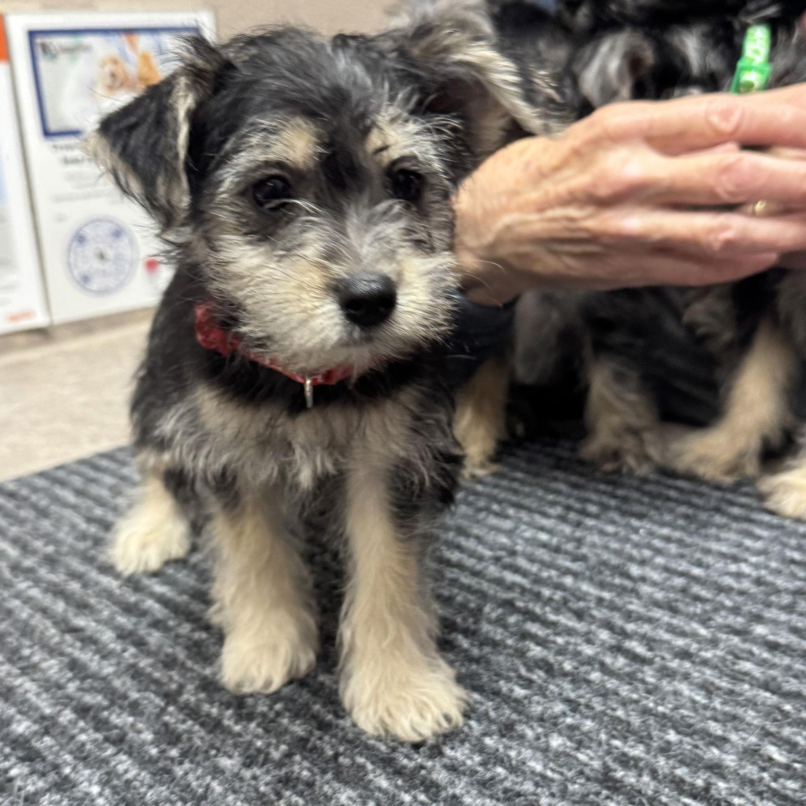 Enlarge Jan Brady, a Adopted mixed breed in Fort Worth, TX image 1/1