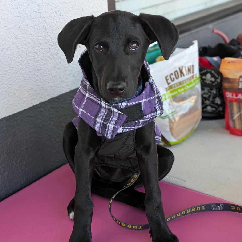 Sadie — thumbnail 3