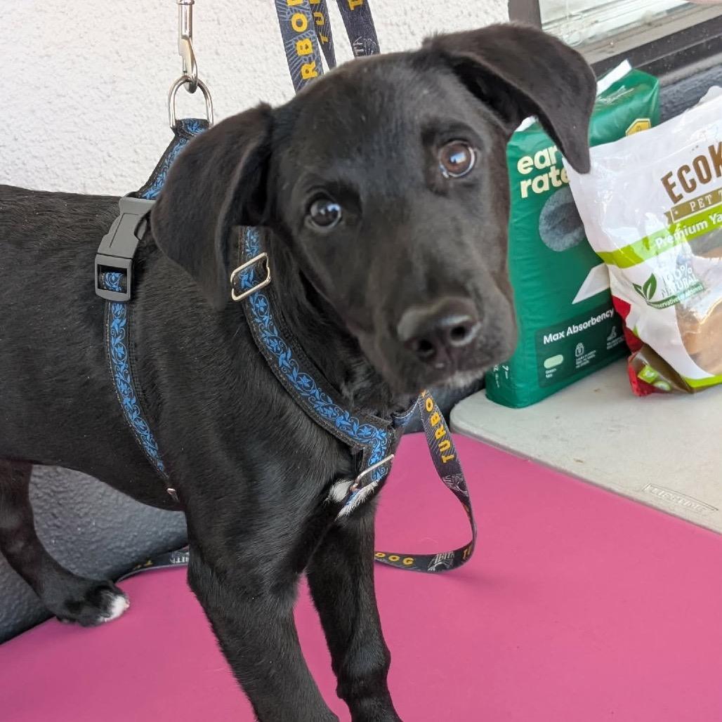 Sadie — thumbnail 4