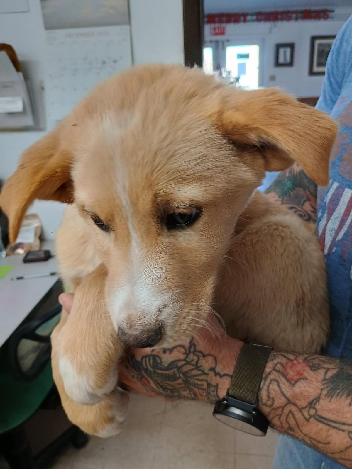 Enlarge Henny, an adopted mixed breed in Carver, MA image 1/2