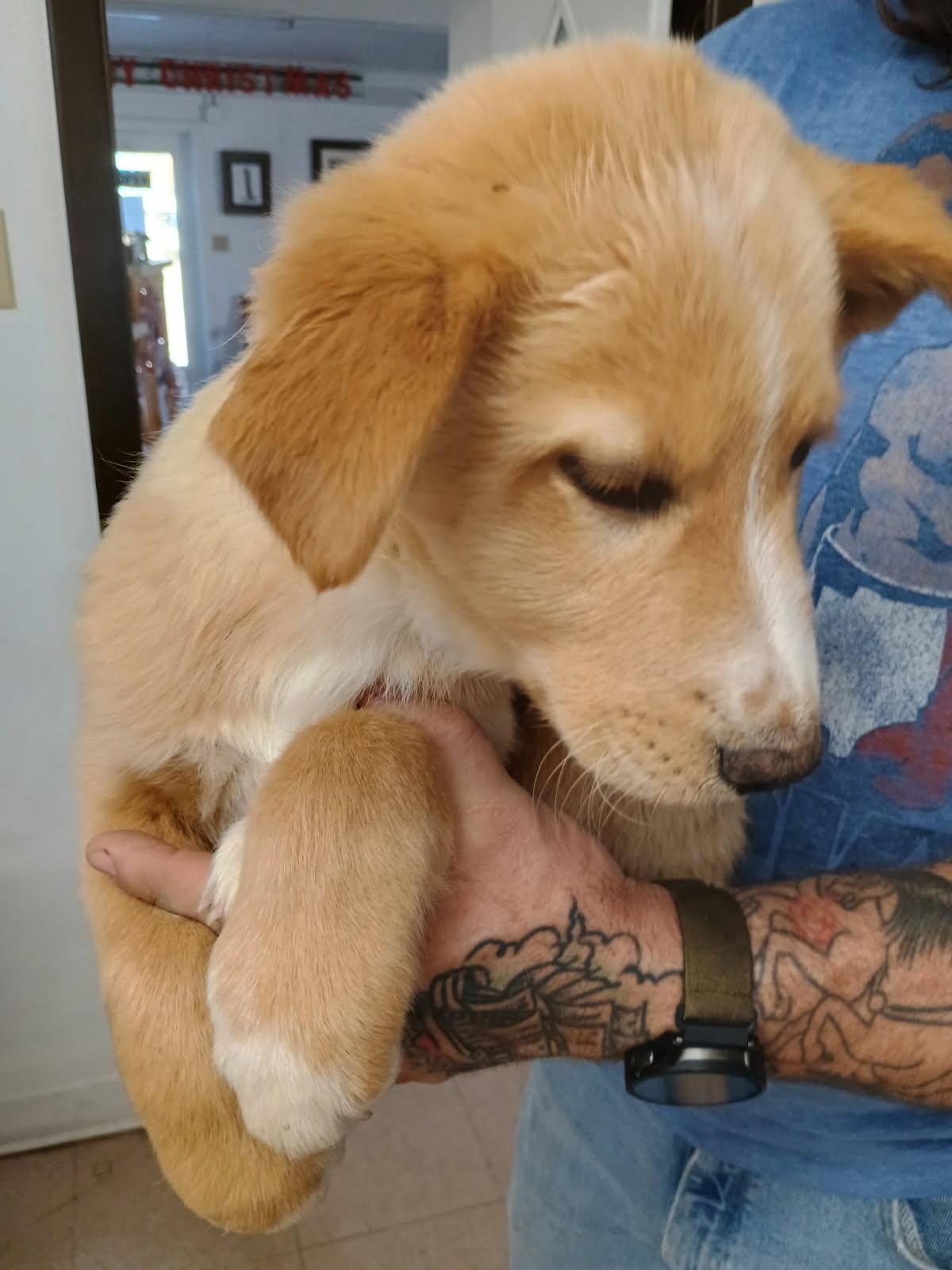 Enlarge Henny, an adopted mixed breed in Carver, MA image 2/2