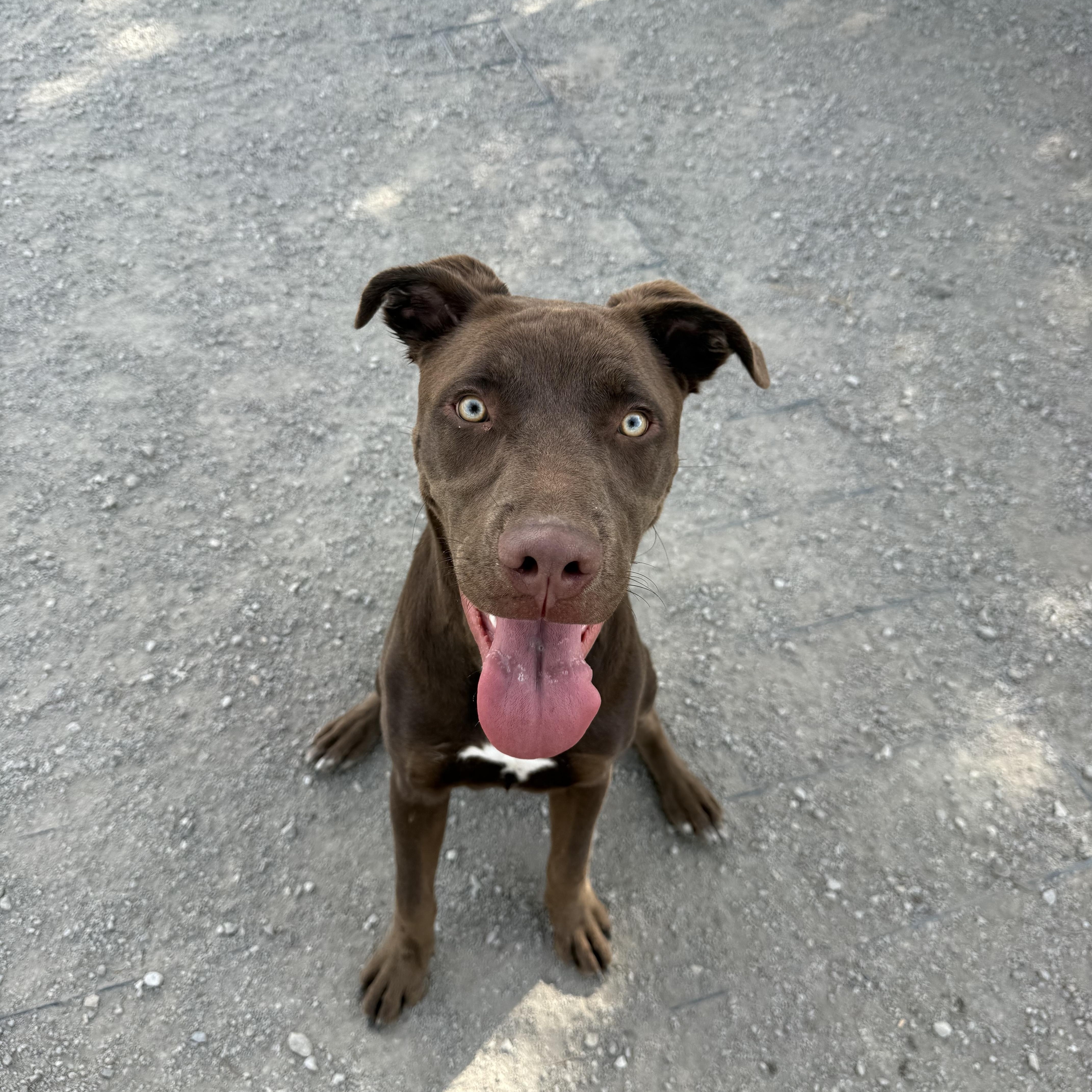 Porky, Adoptable, Young Male Chocolate Labrador Retriever.